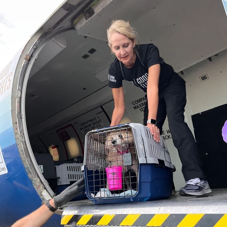 International Pet Relocation
