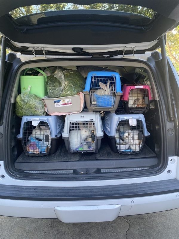 Domestic Pet Transportation